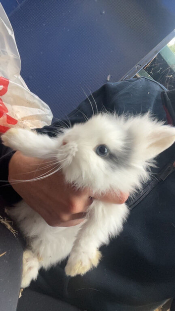Lionhead x lop (doe)