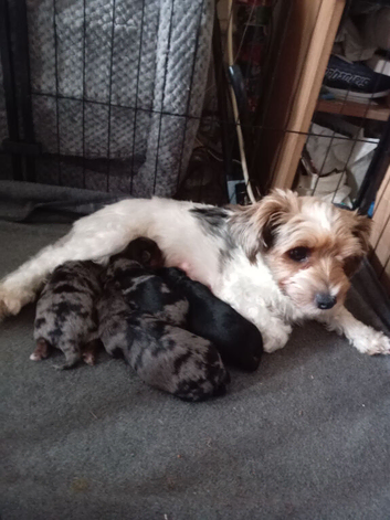 Biewer yorkie pups three merle and one black and tan