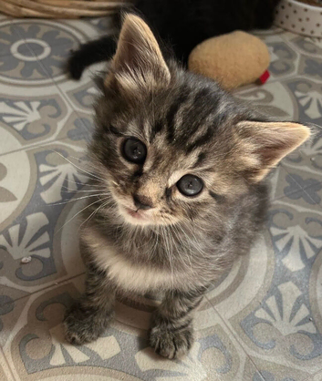 Kittens for Sale