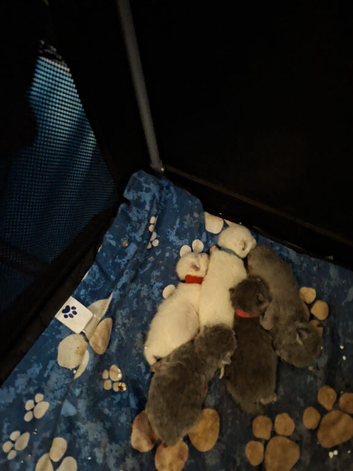 Beautiful British short hair kittens need five star indoor homes