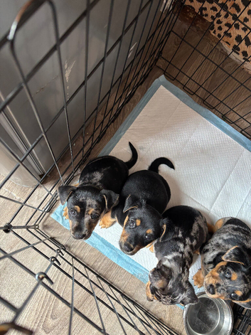 Black & Tan Boy Jack Russell