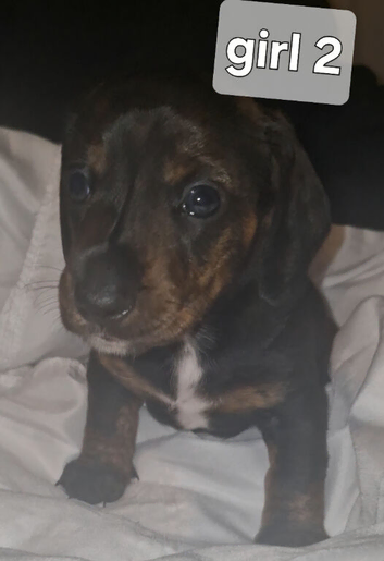 Miniature dachshund pups