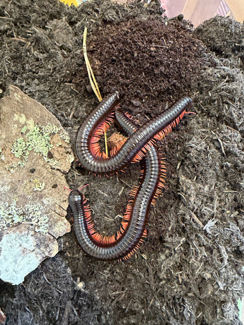 Giant rainbow leg titan & bumblebee millipedes
