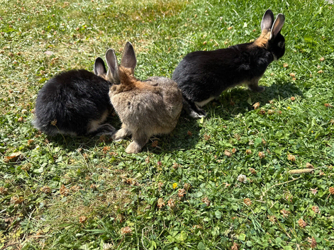 Three cute baby bunnies needing a forever home