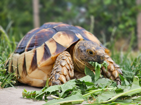 Male 7 year old marginated tortoise