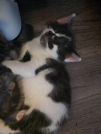 Kitten need a lovely home asap