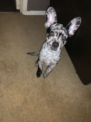 German Shepherd mixed