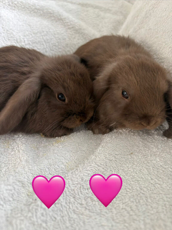 Pure mini lops