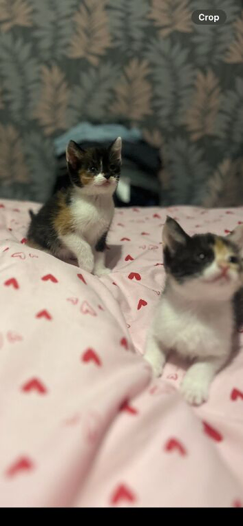 Beautiful kittens available ready now