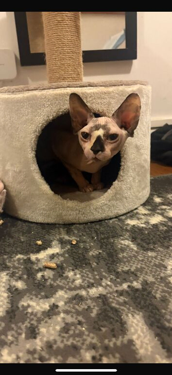 2 year old sphynx female