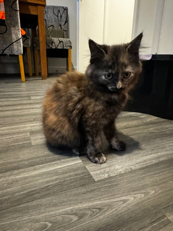 Male kitten