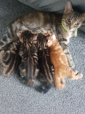 Bengal cross kittens for sale 2 boys 1 girl