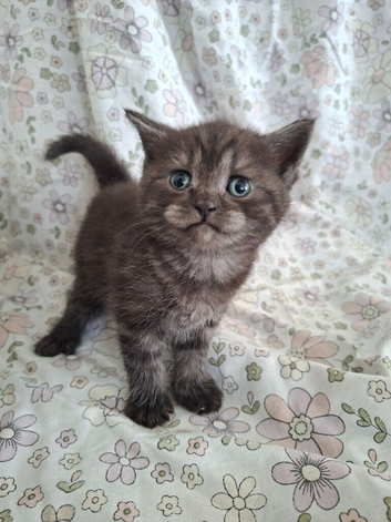 Stunning Black smoked tabby British Shorthair