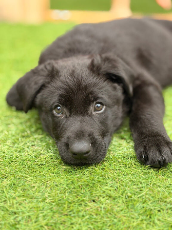 13 week male German shepherd