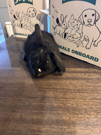 Baby bunny's &pound;30 each