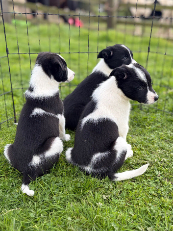 Border collie puppies