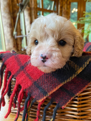 Branston + Pickles. Top Quality Cavapoo Babies. Looking for Mummy and Daddy..