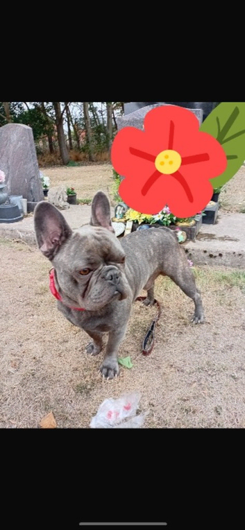 Stud for Hire - Meet Reggie!