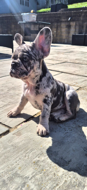 Last adorable girl ready for loving home