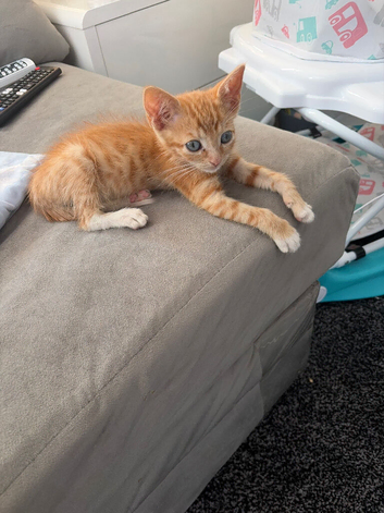 Ginger Tabby Male