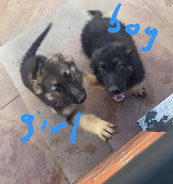 German Shepherd Puppies