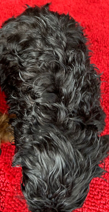 1 Beautiful Black Curly Little Boy Cockapoo Puppy