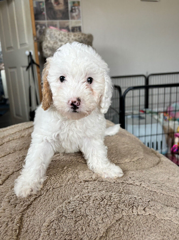 3 Stunning Cavapoo pups Ready Now