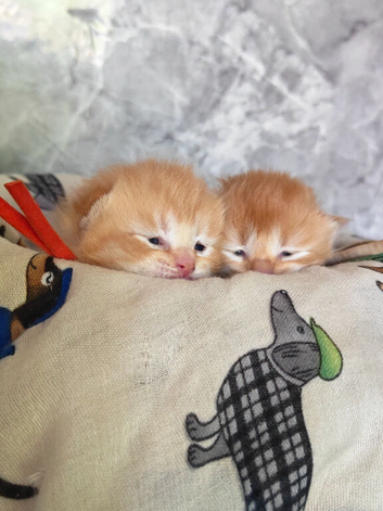 Scottish fold litter has arrived!!!