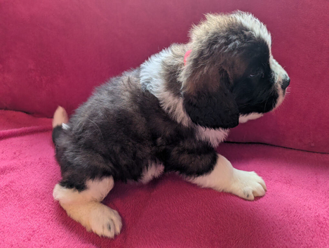ST BERNARD PUPPIES