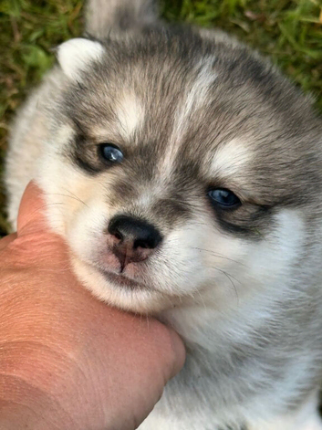 ADOREABLE POMSKY PUPPIES