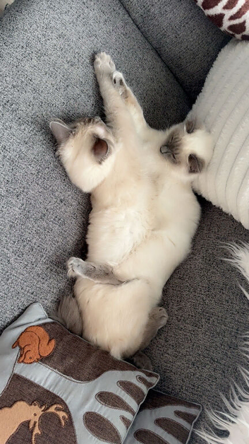 Ragdoll cat