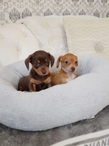 XSmall chiweenie girls ready now