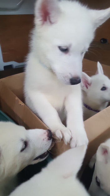 4 Beautiful White Husky Puppies Ready for Their Forever Homes