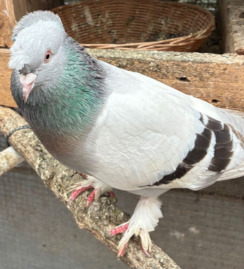 Fancy pigeon