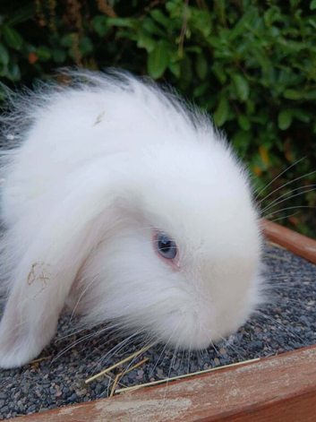 Baby Bunnies for sale