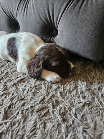 Spaniel pups