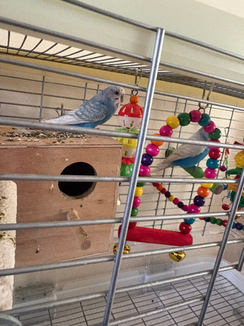 Budgies with baby