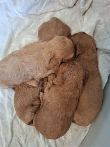 F1 cockapoo puppies