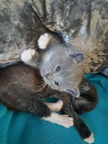 3 Ragdoll X Kittens. Looking for there forever homes