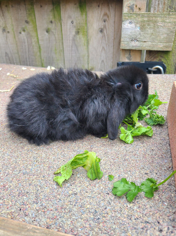 Baby rabbits ready now