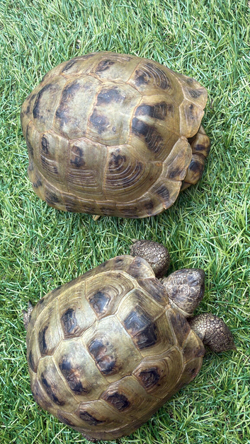 AVAILABLE NOW  Horsfield tortoises looking for loving new home