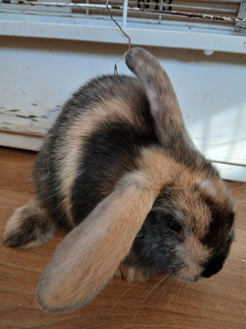 Baby Bunnies for sale