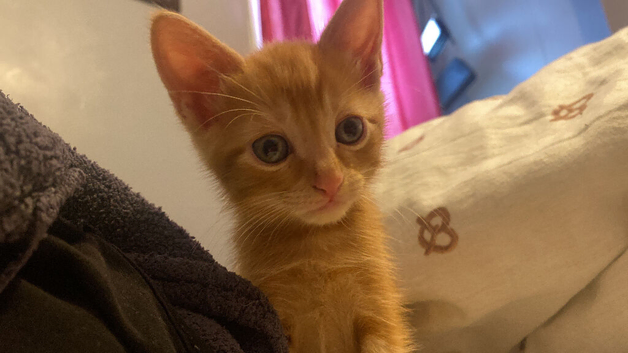 3 boy pure ginger kittens