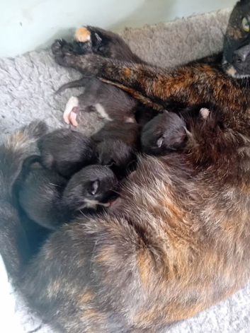 4 Stunning Kittens