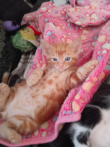 Two little boy fur babies 13 weeks old ,