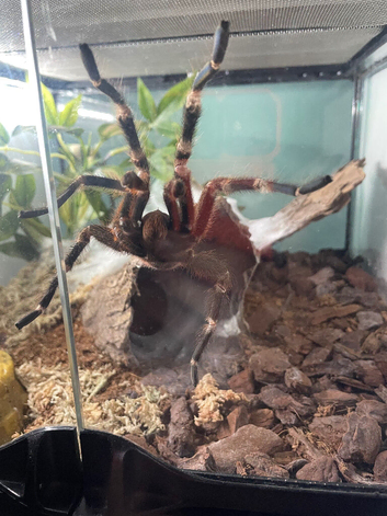 Mature male Brazilian red and white bird eater