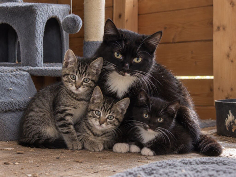 Adorable litter of kittens
