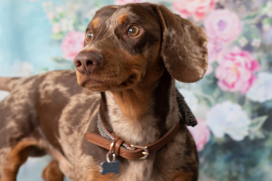 Handsome Dapple Standard Dachshund for Stud