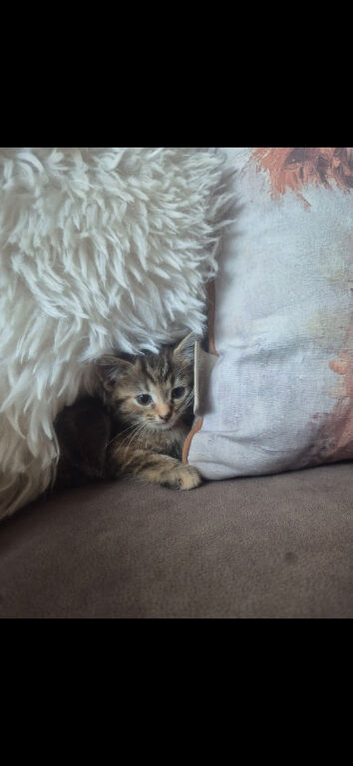 Maine coon x kitten