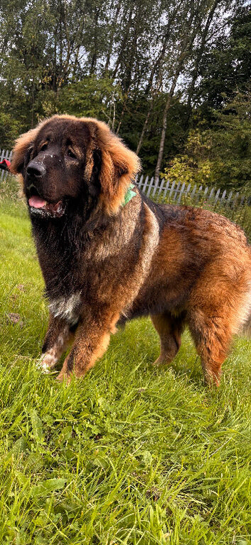 18month Caucasian shepherd